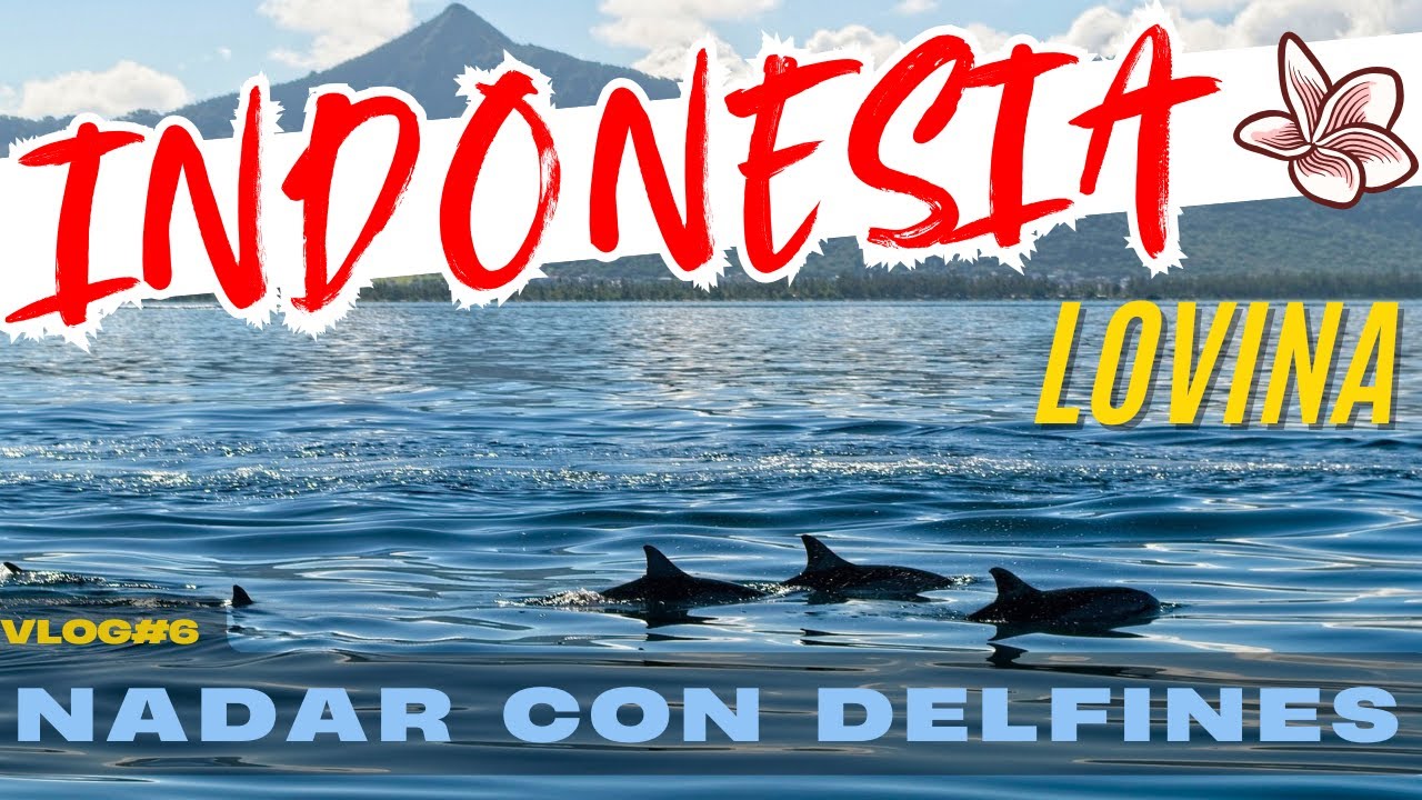Nadar con 🐬 DELFINES en LOVINA, BALI: Experiencia ÉTICA y consejos 🐬🌅  INDONESIA  Vlog 6
