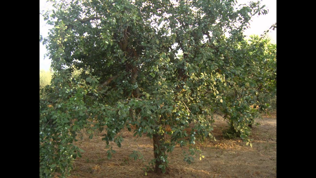 Italie 2015, campagne a Corato Bari