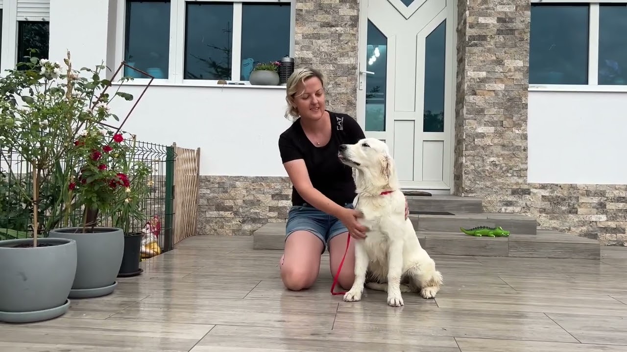 Java Blues of Clear Passion - Golden Retriever girl, 6 months old