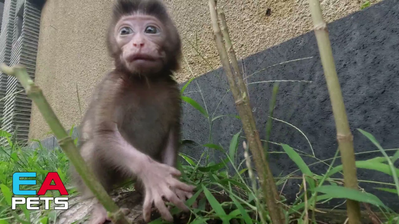 CUTE OBEIDIENT BABY MONKEY PLAYING HAPPILY