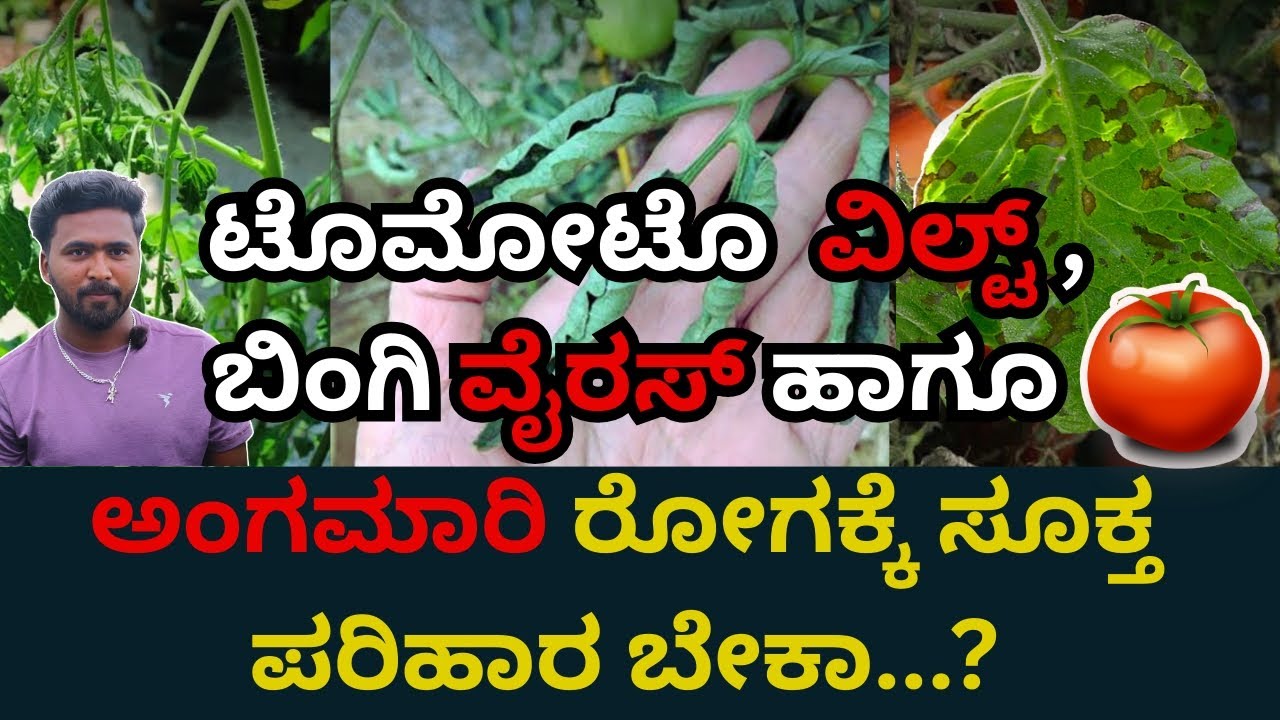 #VIRIGONE  ಟೊಮೋಟೊ🍅 ಬೆಳೆಯಲ್ಲಿ ರೈತರು ಪಾಲಿಸಬೇಕಾದ ಕ್ರಮಗಳು #sriparisarammaagrisolution