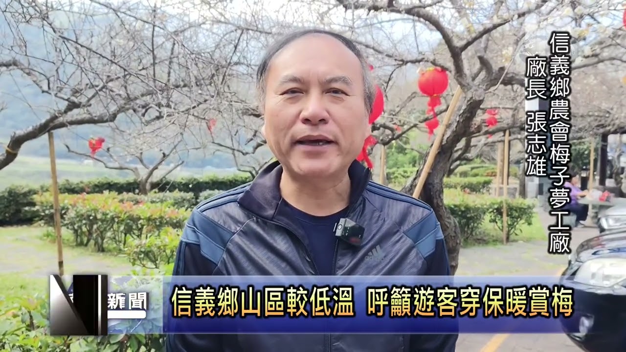 信義鄉烏松崙風櫃斗 梅花盛開六至八成  南投新聞