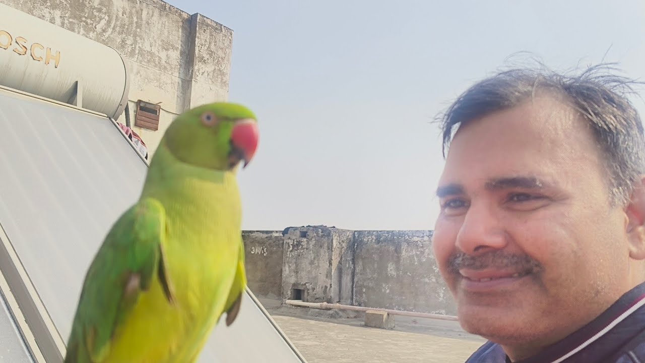 आज मिट्ठू और मिट्ठू के पापा धूप का मजाक खूब लिए हैं 🥰🦜#like #youtubeshorts #subscribe #parrot #🦜