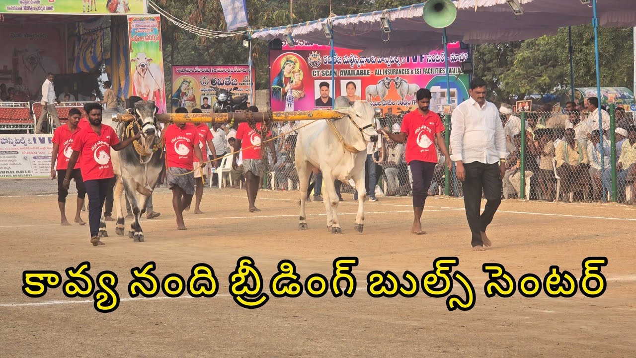 రెంటచింతల నాలుగు పళ్ళు 9జత.కావ్య నంది బ్రీడింగ్ బుల్ సెంటర్ నెల్లూరు రామకోటయ్య గారు కేసానుపల్లి