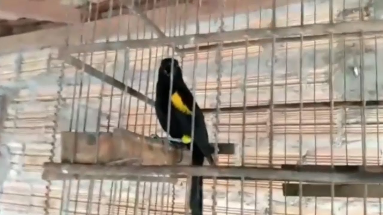 O Canto do Xexéu de Bananeira Imitando Gavião e Outros Pássaros