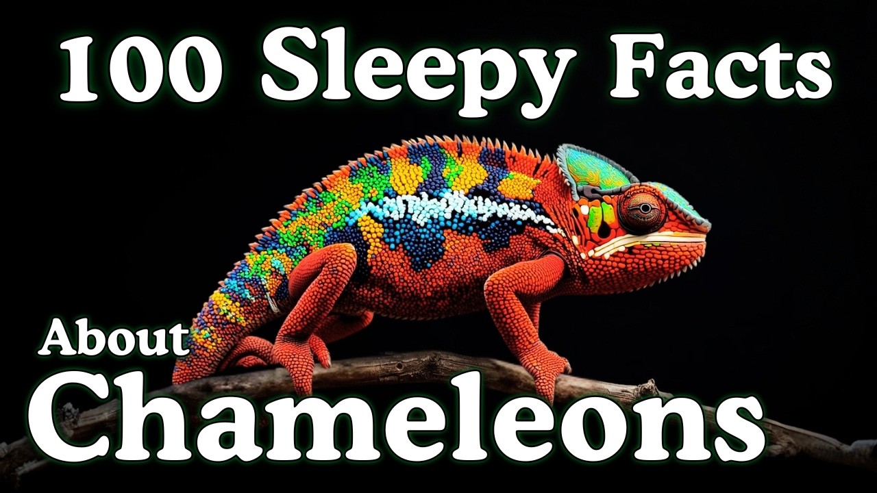 The Most Relaxing Facts About Chameleons to Fall Asleep To — No Adverts