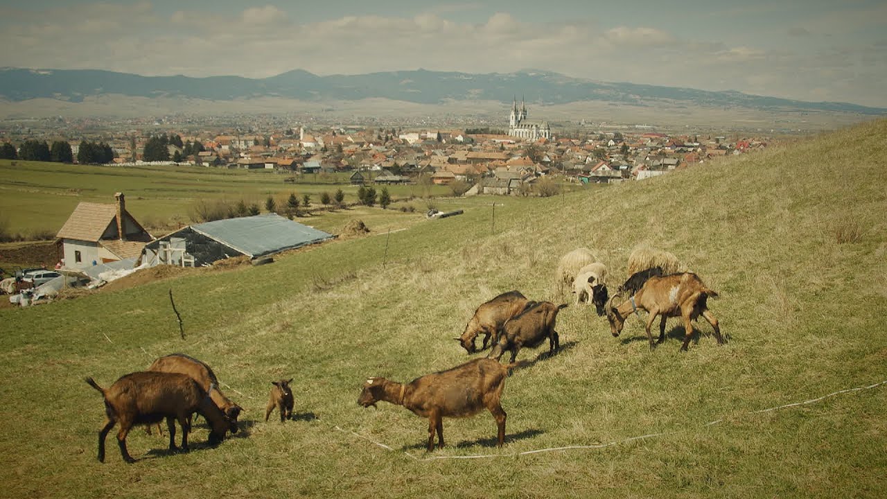 Kárpát-medence - Csacsa tanya, Gyergyóditró 2021.04.25.