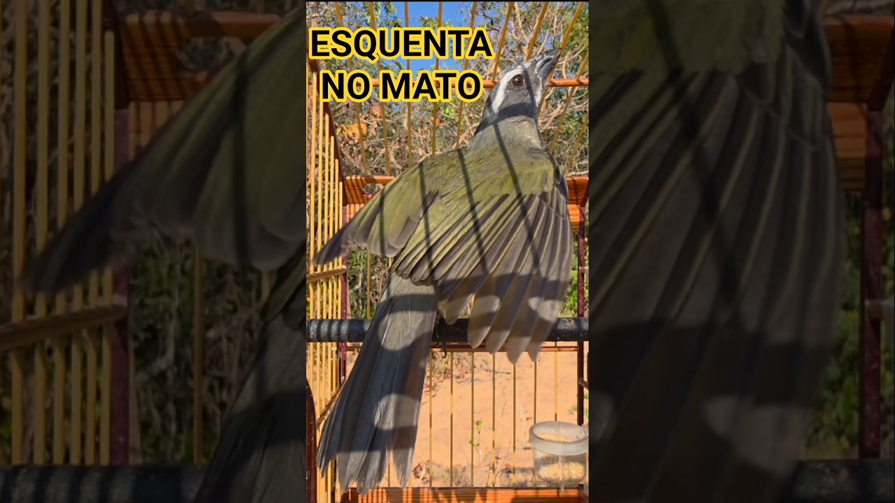 TRINCA-FERRO MACHEANDO MUITO QUENTE ESQUENTA TRINCA-FERRO FRIO PUXADA NO MATO #shorts