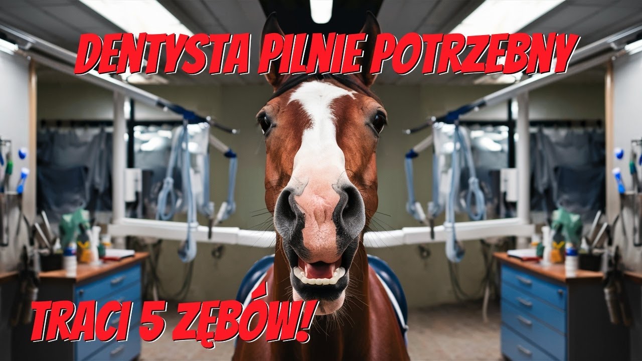 Koński dentysta w akcji – Daisy traci 5 zębów! 🦷🐴