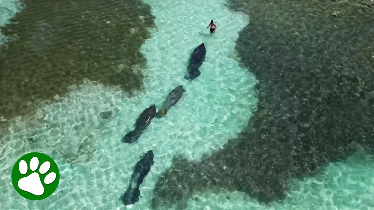 Four Huge Shadows Approach Unsuspecting Swimmer