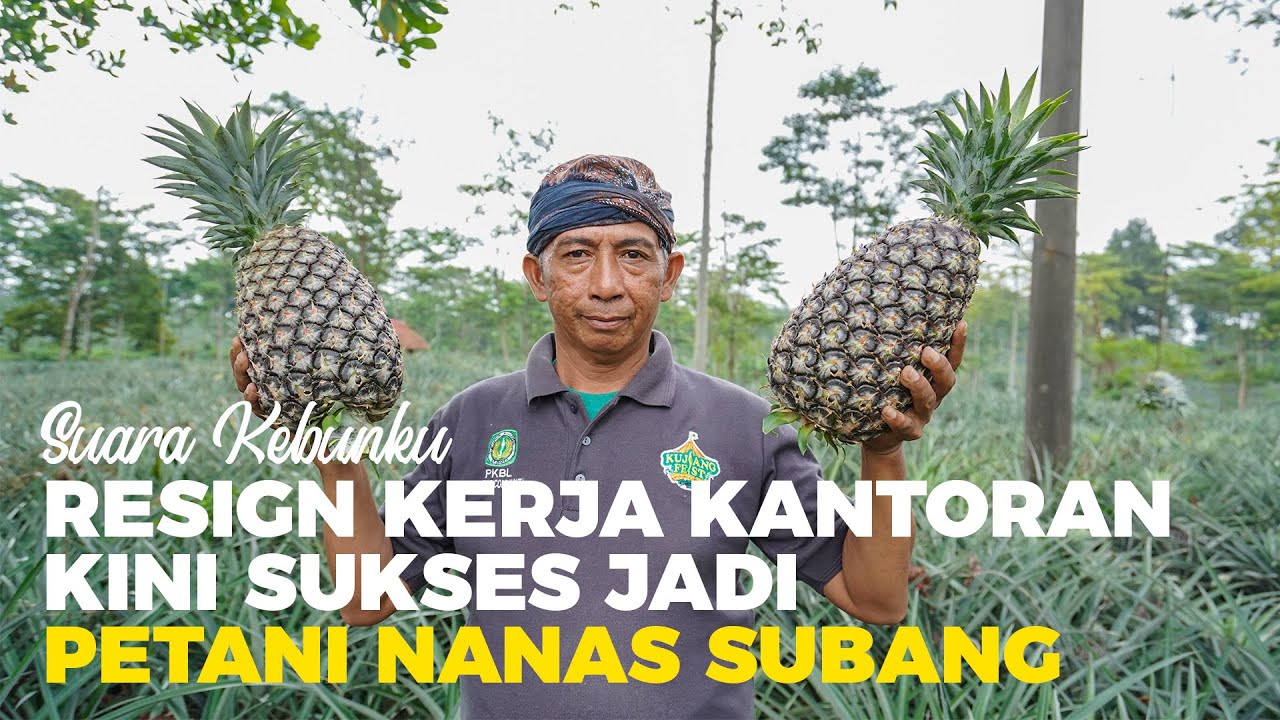 SUARA KEBUNKU  - KISAH SUKSES PETANI NANAS SUBANG