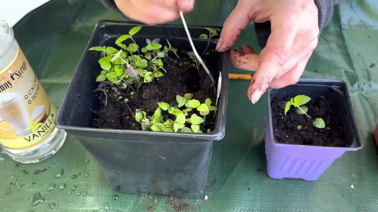 How to identify seedlings that are ready to be transplanted into the garden.