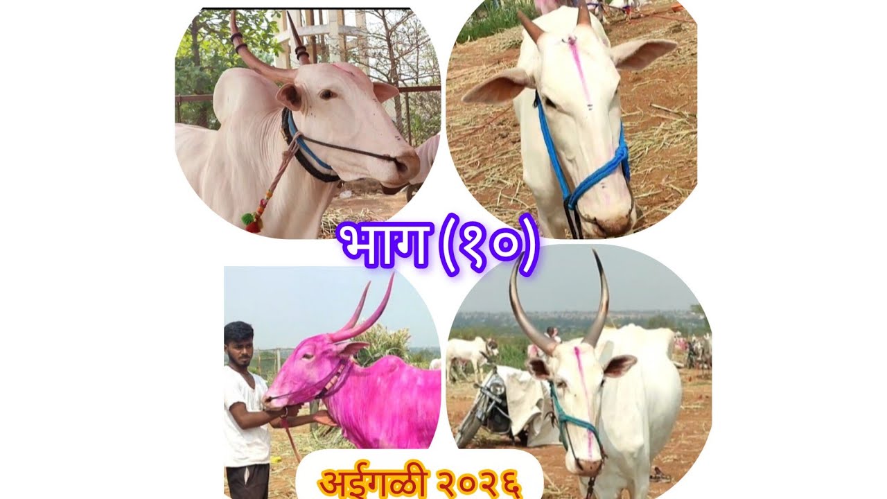 सर्वात मोठ्या मापाचे बैल, गाय बाजार ़अईगळी यात्रा २०२६ 
