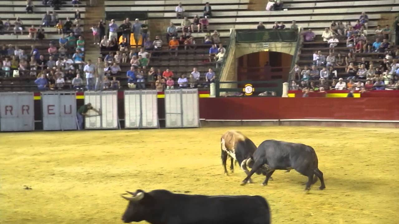 Desencajonada de toros Miura, Valencia 22 7 2015