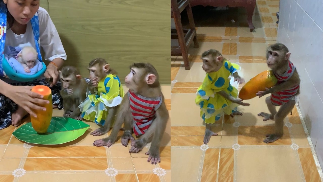 Cute Baby Monkeys Get a Giant Papaya 🐒🥭 | Sharing & Funny Reactions!