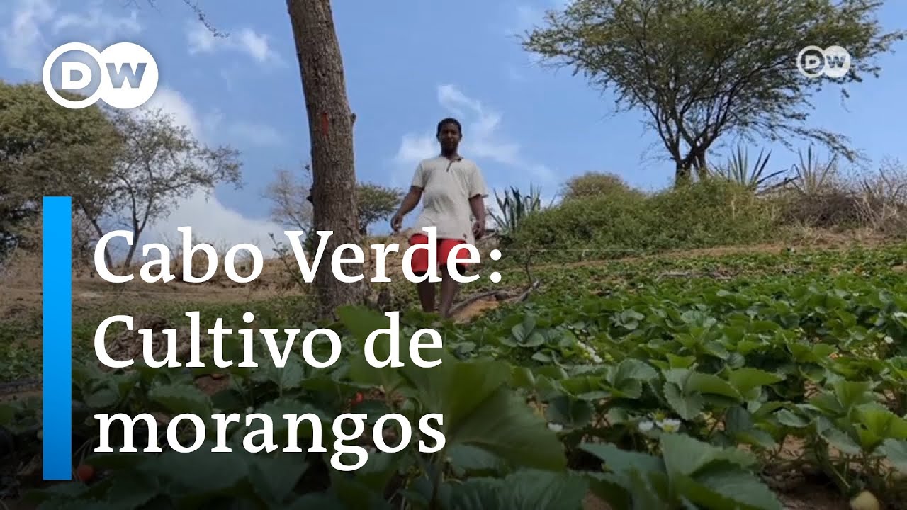 Cabo Verde: Jovem desafia seca e investe no cultivo de morangos
