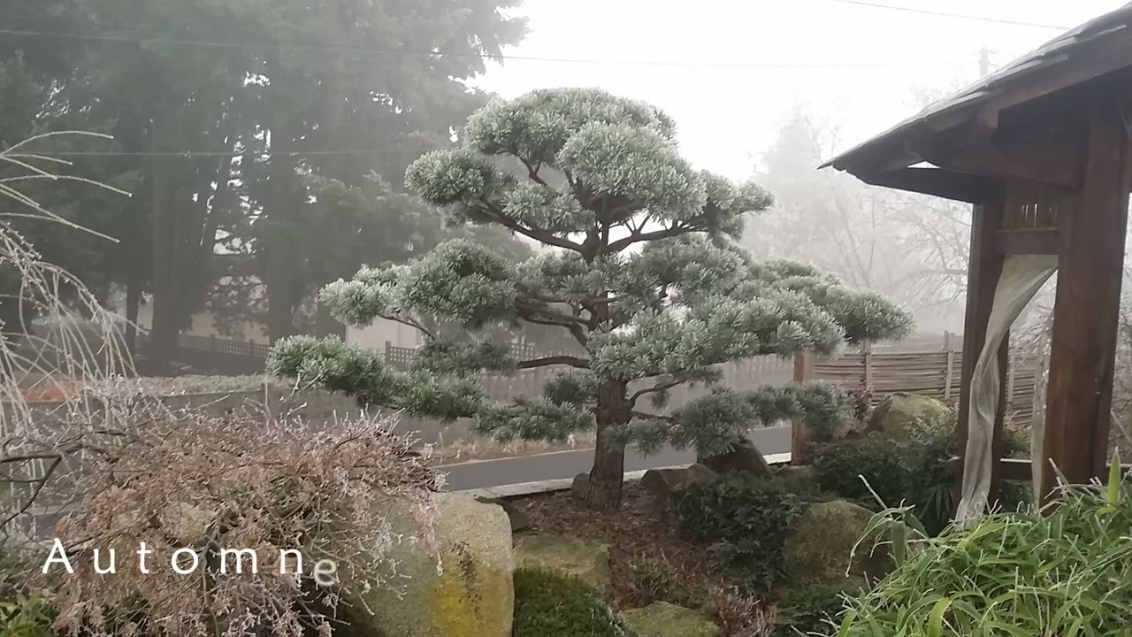 Niwaki
