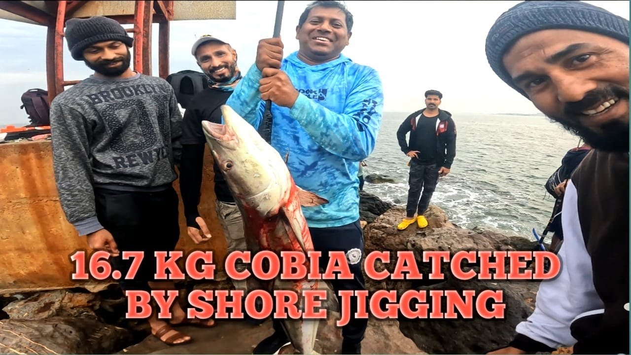 Hunting 16.7 Kg Cobia || Shore Jigging || Al Madina Marine Fishing✌️✌️