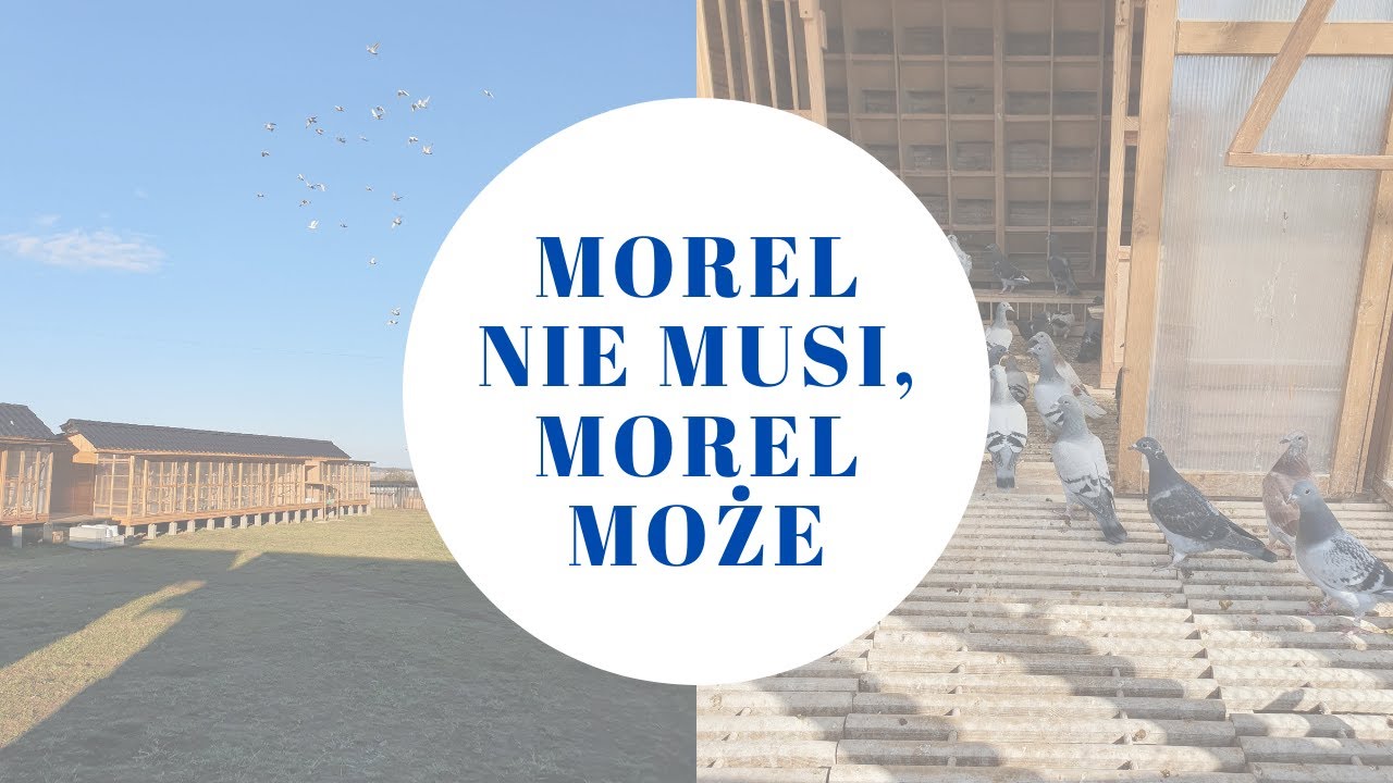 Morel nie musi - Morel może :) - Morel Team