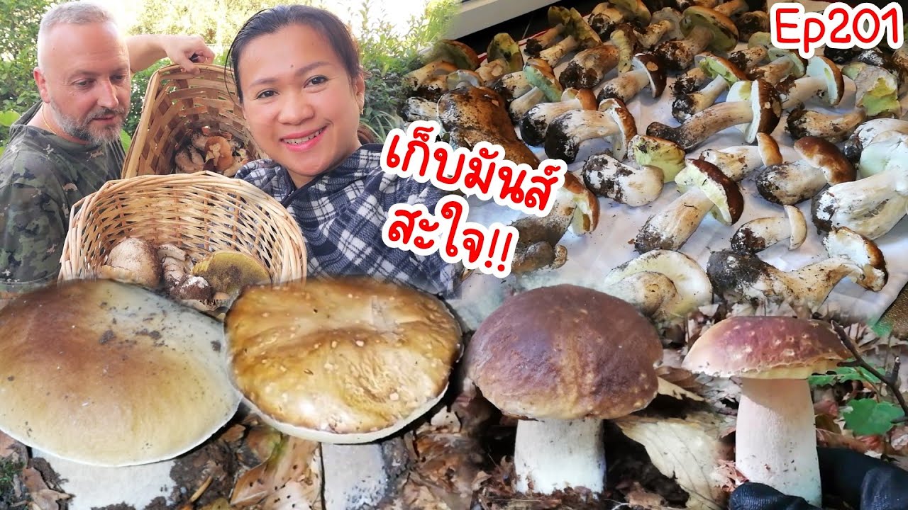 แป๊บเดียวเพียบ!!เก็บเห็ดผึ้งซะสะใจ #เก็บ​เห็ด​ใน​อิตาลี่​