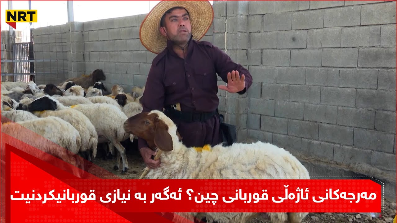 مەرجەکانی ئاژەڵی قوربانی چین؟ ئەگەر بە نیازی قوربانیکردنیت، سەیری ئەم ڤیدیۆیە بکە