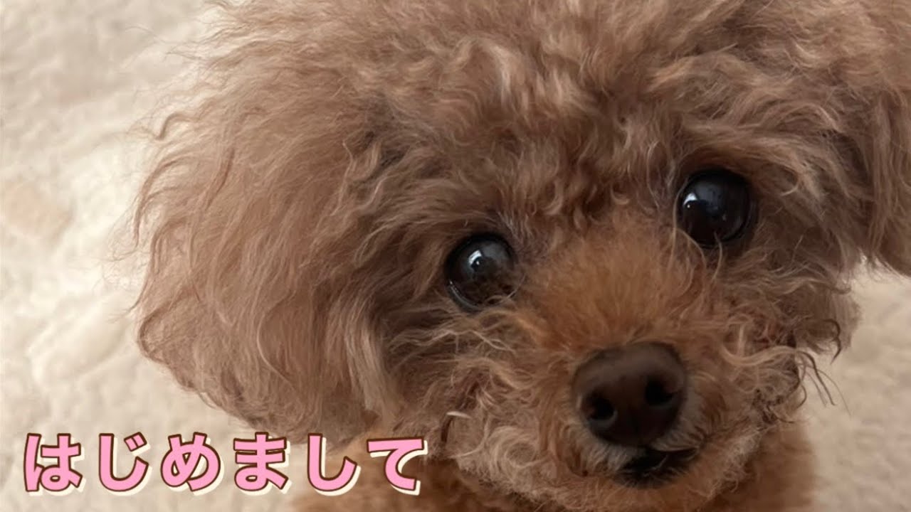 【お腹が空きすぎてせっかちになるナナちゃん】