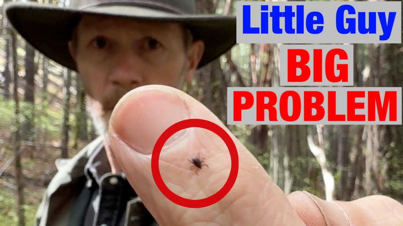 How Loggers Avoid Tick Bites (What Actually Works)