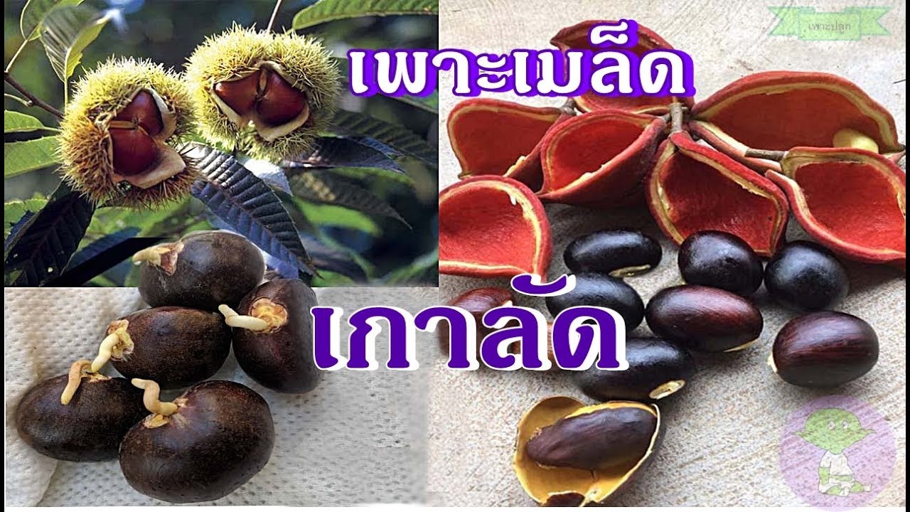 วิธีเพาะเมล็ดเกาลัด | ปลูกได้ดี ทุกพื้นที่ ปลูกง่าย | รสชาติอร่อย