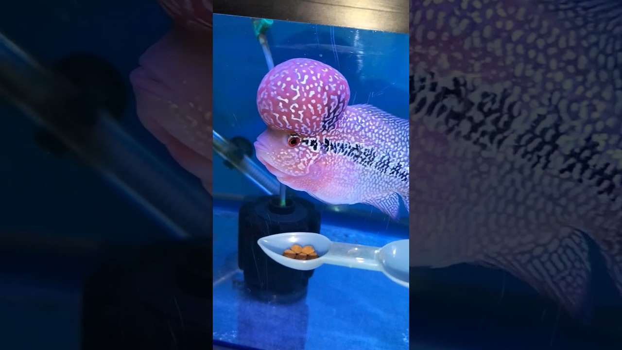Best Food For Flower Horn #Humpyhead #flowerhorn #fish #fishfood #monster #Flowerhornfishfood