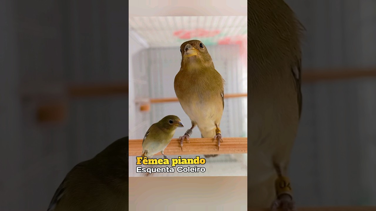 F&ecirc;mea chamando para esquentar de coleiro e papa-capim #esquentacoleiro #f&ecirc;meapiando #coleira