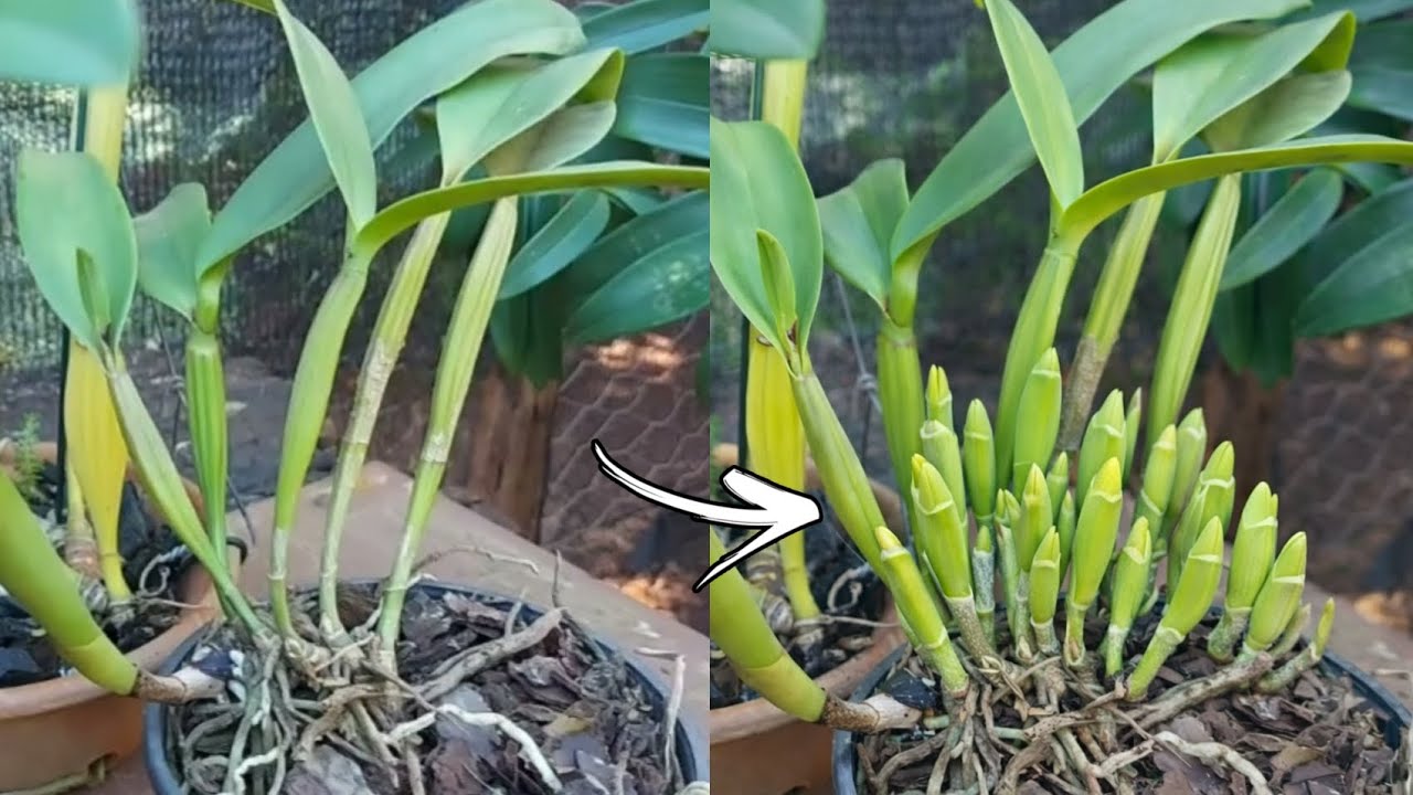 COMO FAZER CATTLEYA ENCHER DE BROTOS RÁPIDO!