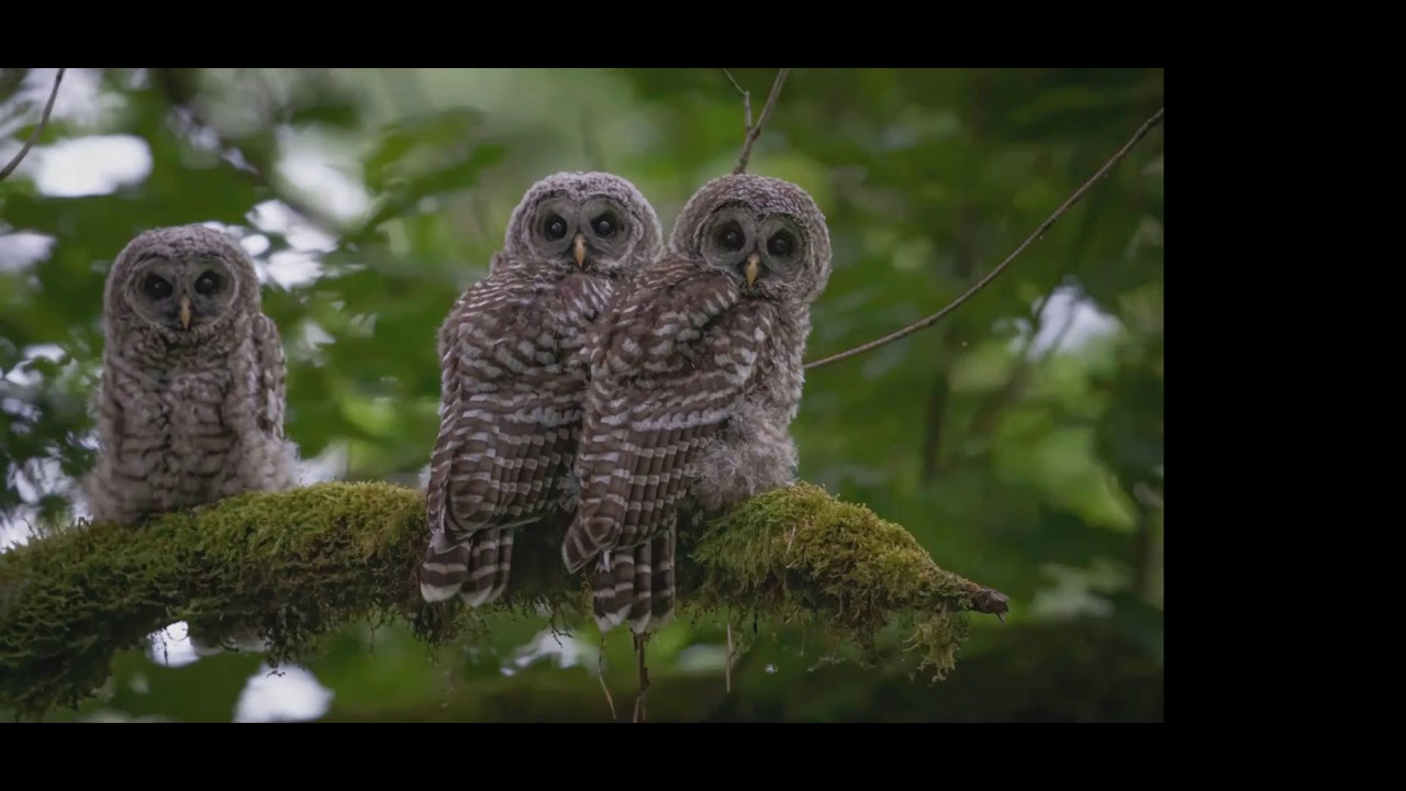 Locating Owls And How I Photograph Them with Izzy Edwards