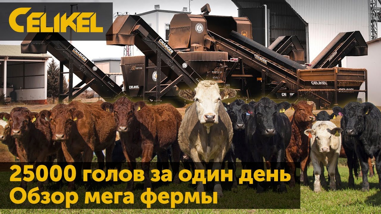 Кормление КРС - 25000 голов за один день. Обзор мега фермы