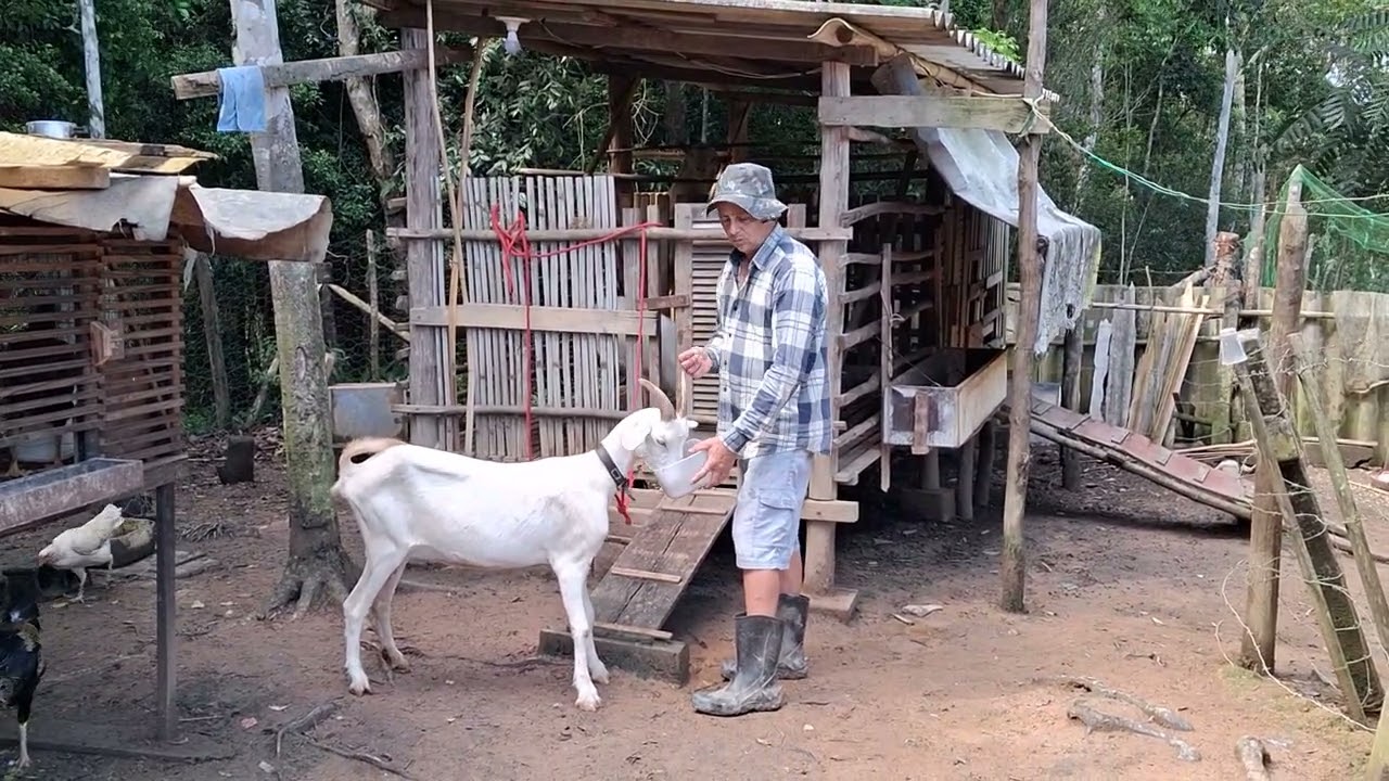 Como tratar bem as cabras
