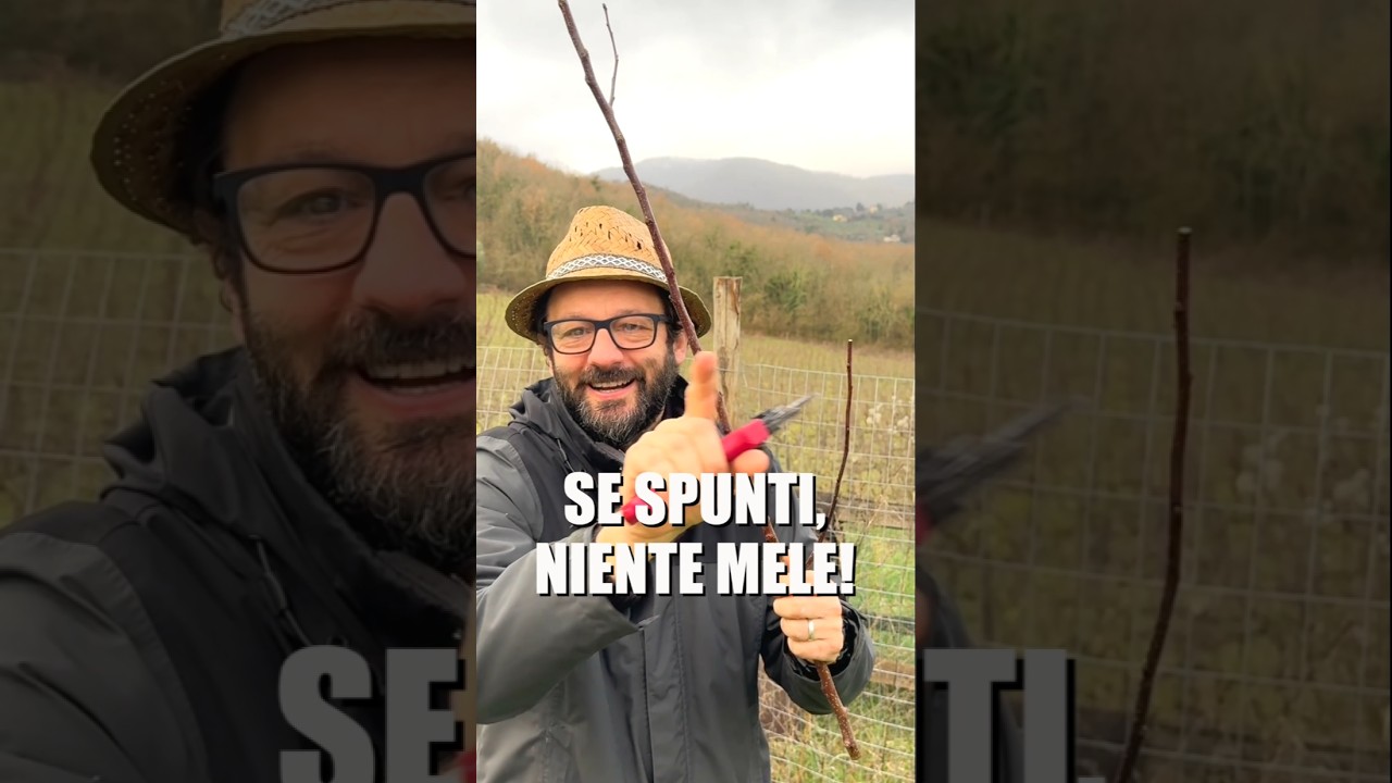 POTARE IL MELO: non spuntare i rami!