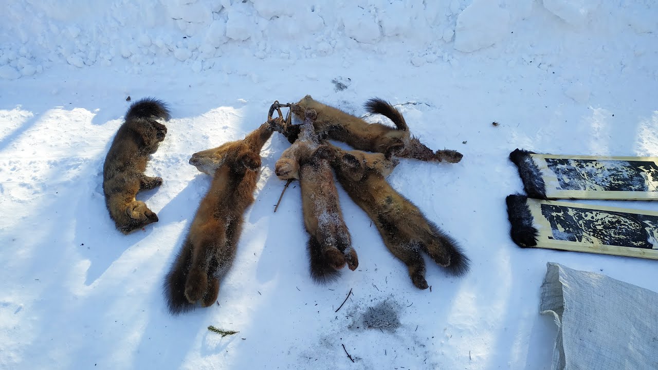 Проверка капканов (5 соболей!!)