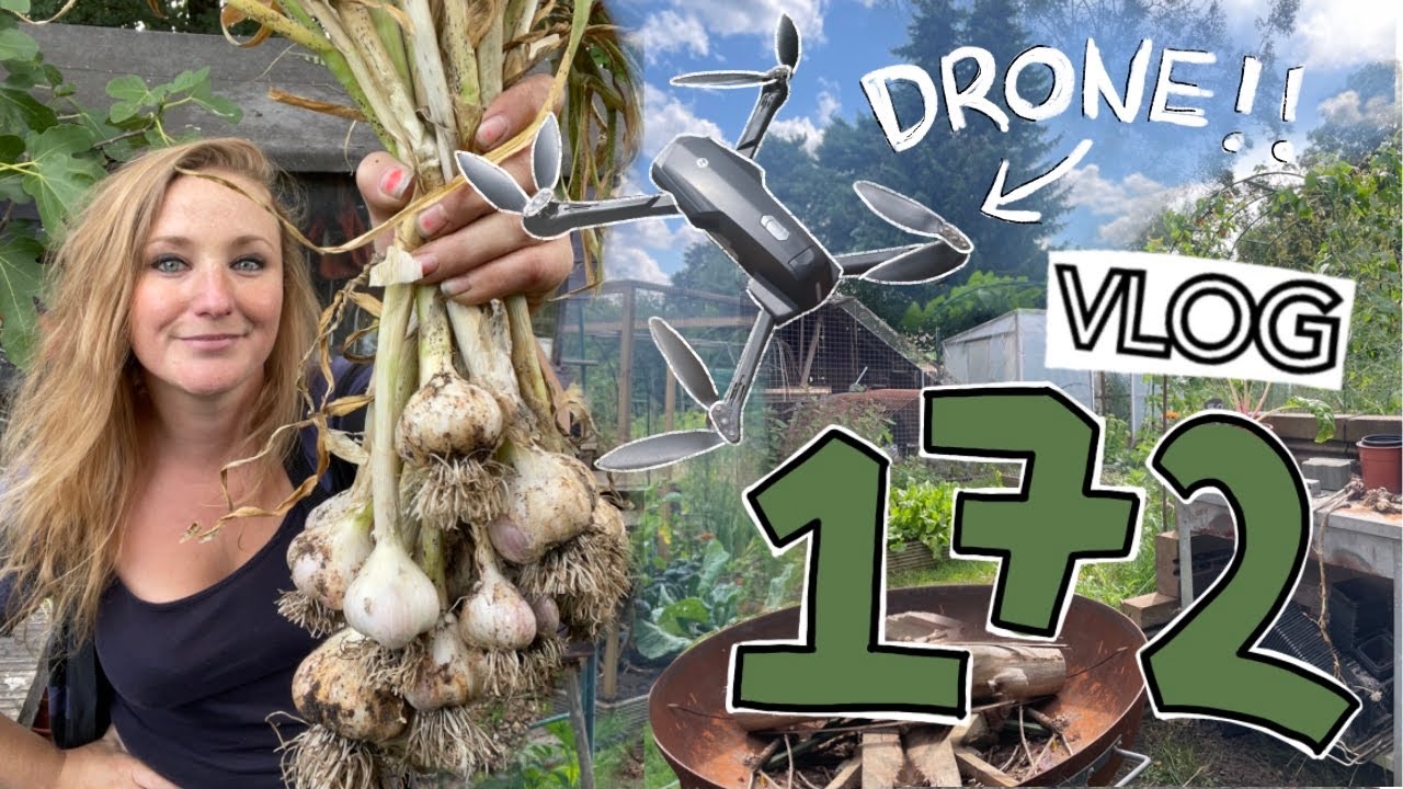 A Happy Garlic Harvest, Drone Crashes, a Tidy Shed and Planting French Beans. Ep 172 || Plot 37