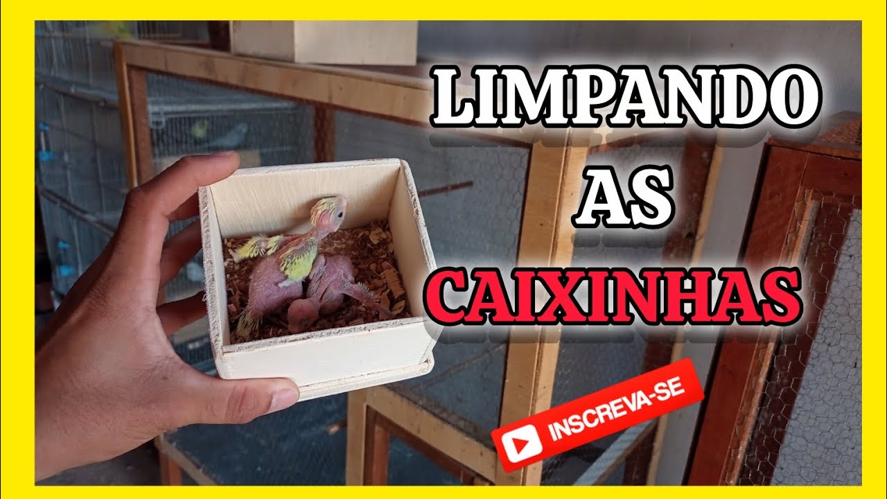 LIMPEZA DAS CAIXINHAS//PERÍQUITO AUSTRALIANO 