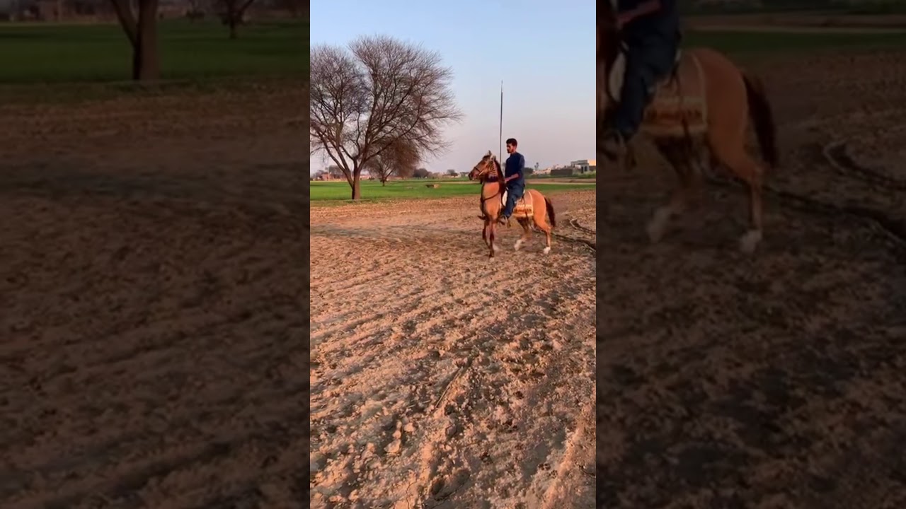 Nezabaz Kulla Ghora for sale, Gujrat (Oriental horses of Pakistan)