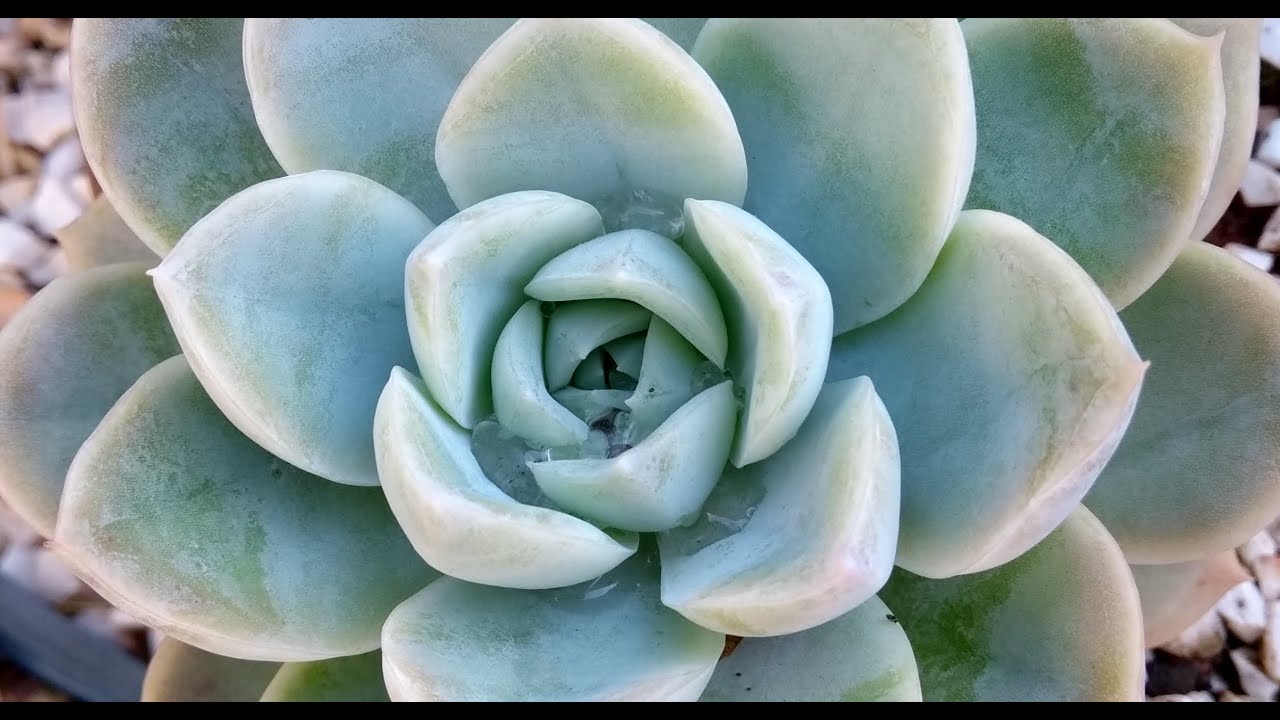 Graptoveria 'Fantome' - DICAS de CULTIVO e CURIOSIDADES