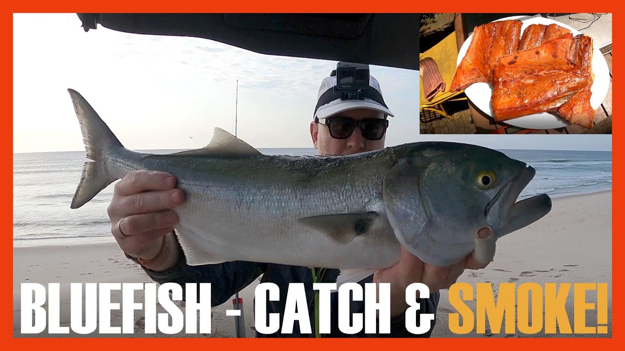 Epic Catch & Smoke Bluefish like a Pro with Steve!