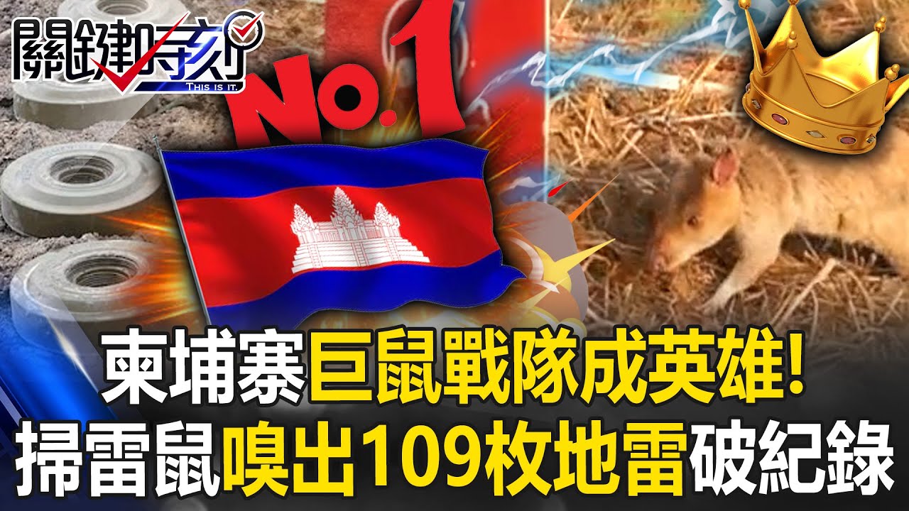巨鼠戰隊成英雄！ 柬埔寨掃雷鼠嗅出109枚地雷15顆未爆彈打破世界紀錄！【關鍵時刻】20250408-3 張炤和 張禹宣