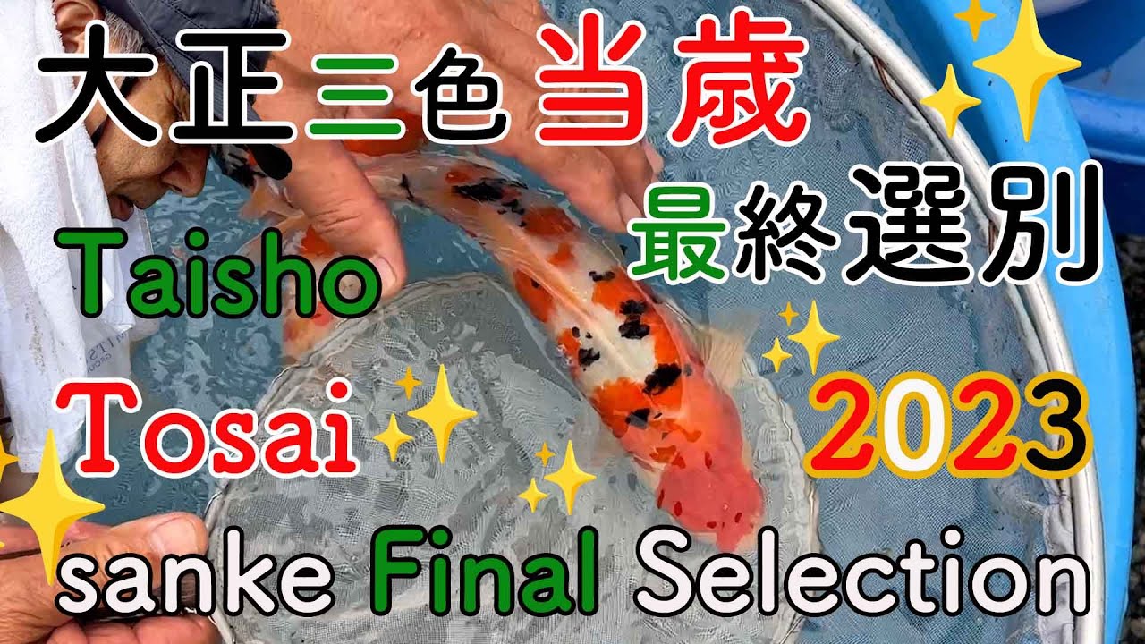 【錦鯉】大正当歳 最終選別 2023　Taisho Final Selection 2023【Koi】