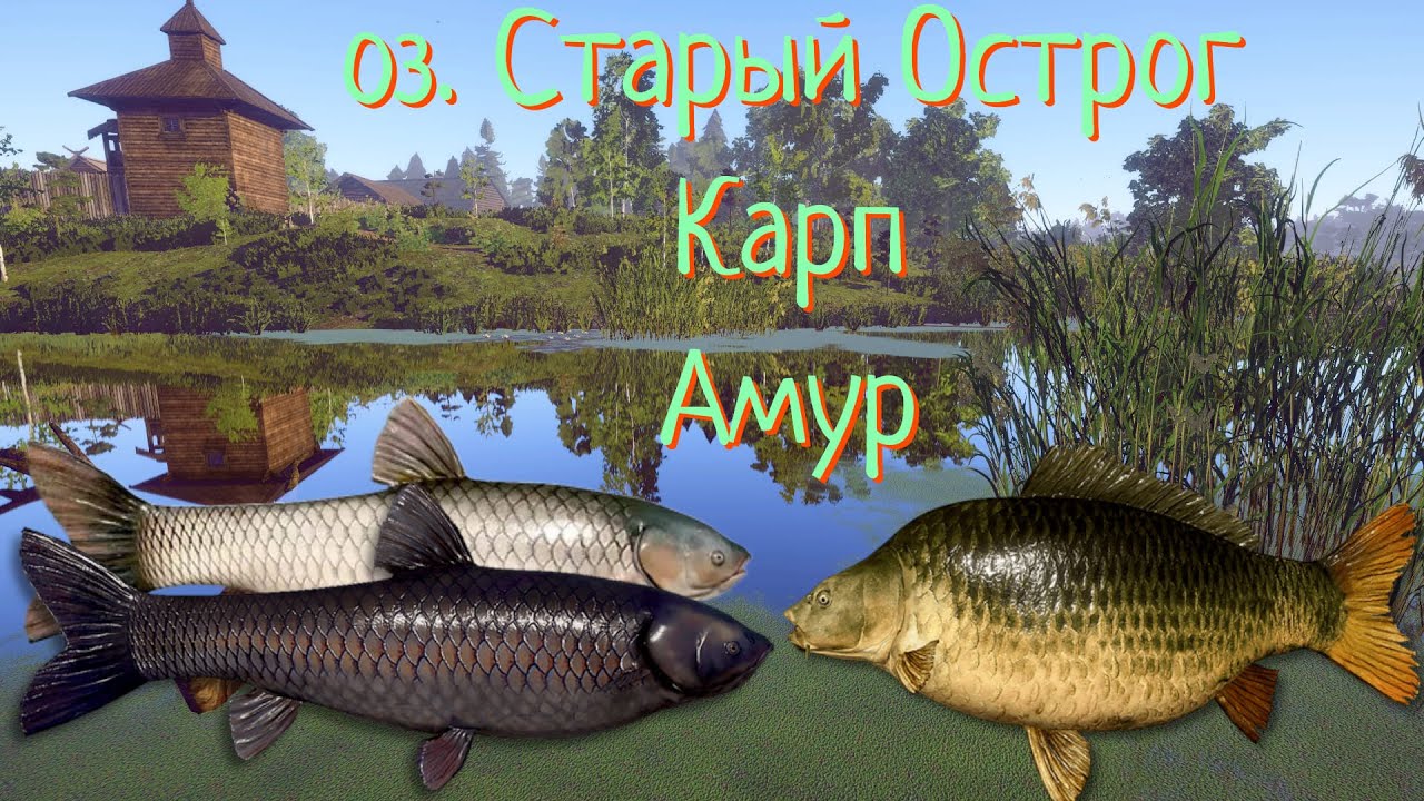 Русская рыбалка 4 • оз. Старый Острог Карп Чешуйчатый, Амур •рр4 от ЧокопайТВ