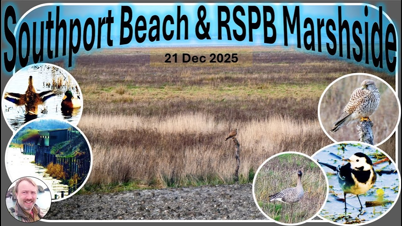 Southport Beach & RSPB Marshside: 21st December 2025