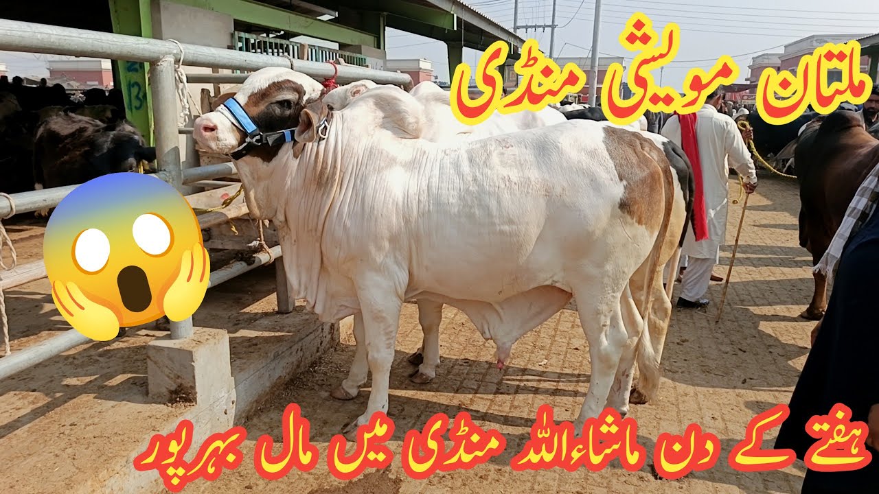 Multan cow Mandi Saturday || Saturday Ka Din Mall Boht Ata Ha ❓ ||@MultanAnimalLovers 