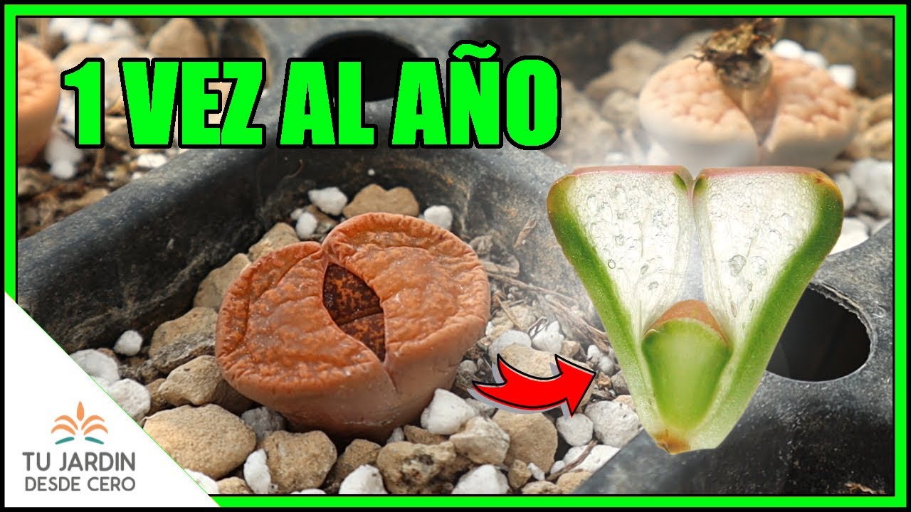 ¿Cómo mudan los Lithops? ¿Cuándo empiezan a mudar los Lithops? + MUDAS RARAS