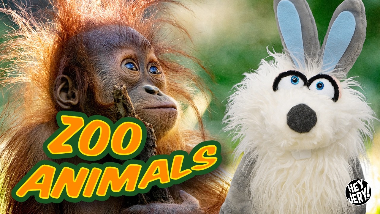 Zoo Animals | Hey Jery!