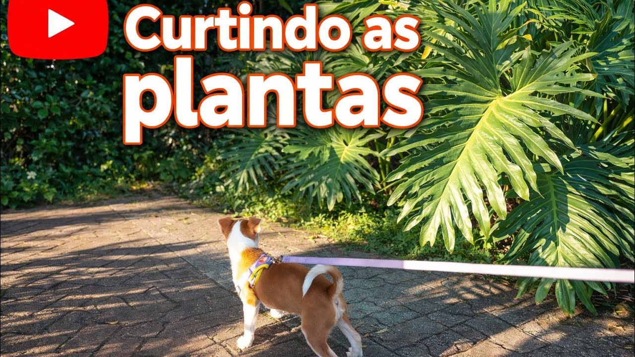 Muitas plantas no primeiro dia de passeio com a  nossa bebê Suzy. Potato