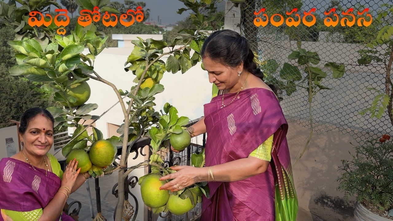 మిద్దె తోటలో పంపర పనస 😍 | Pomelo in my Terrace Garden #gardening #pomelo #telugu #terracegardenindia
